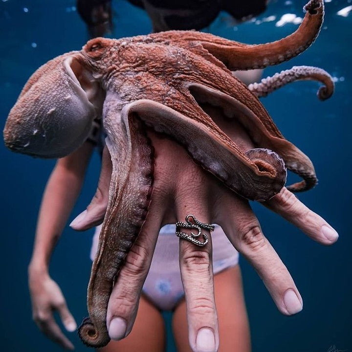 animal on hand